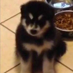 Meet your Posher, Marshall