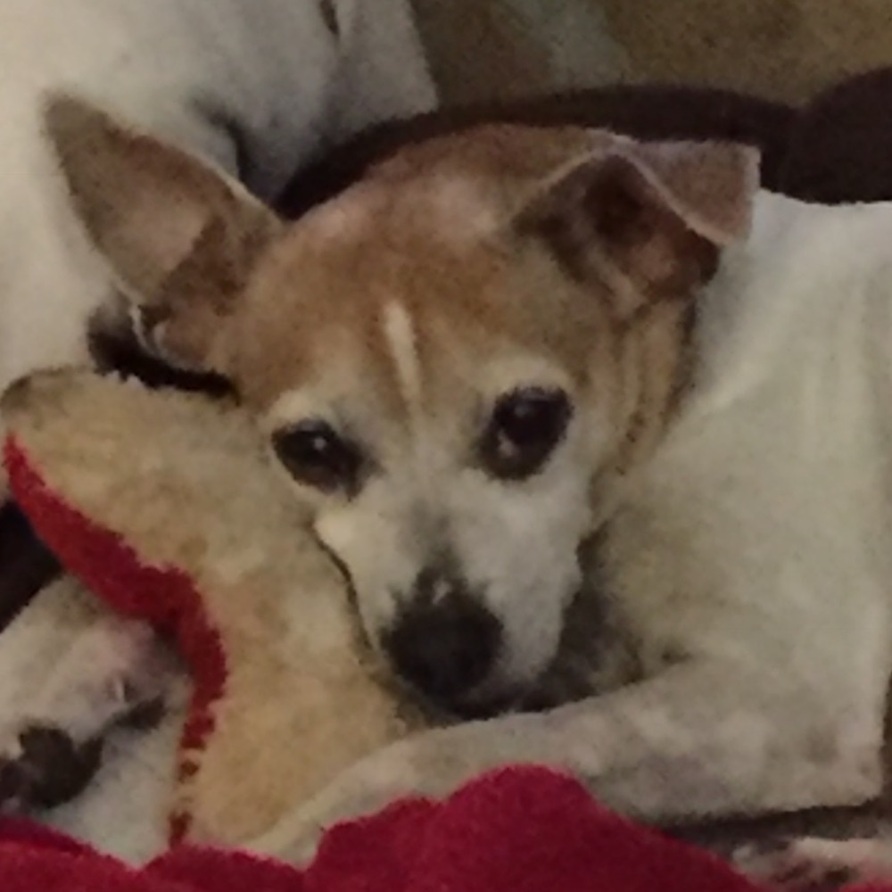 Meet your Posher, Debbie