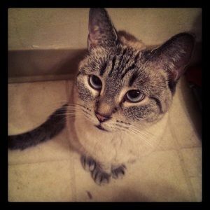 Meet your Posher, Melody