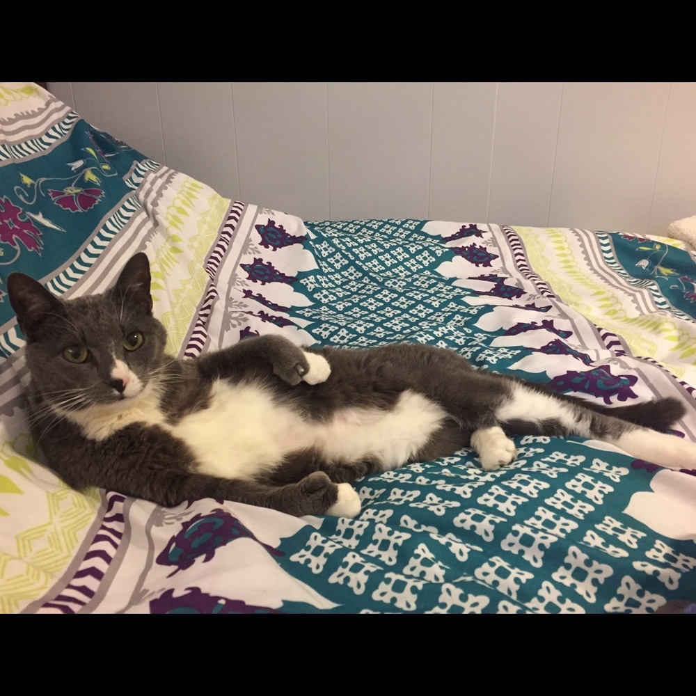 Meet your Posher, Morgan