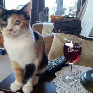 Meet your Posher, Diana