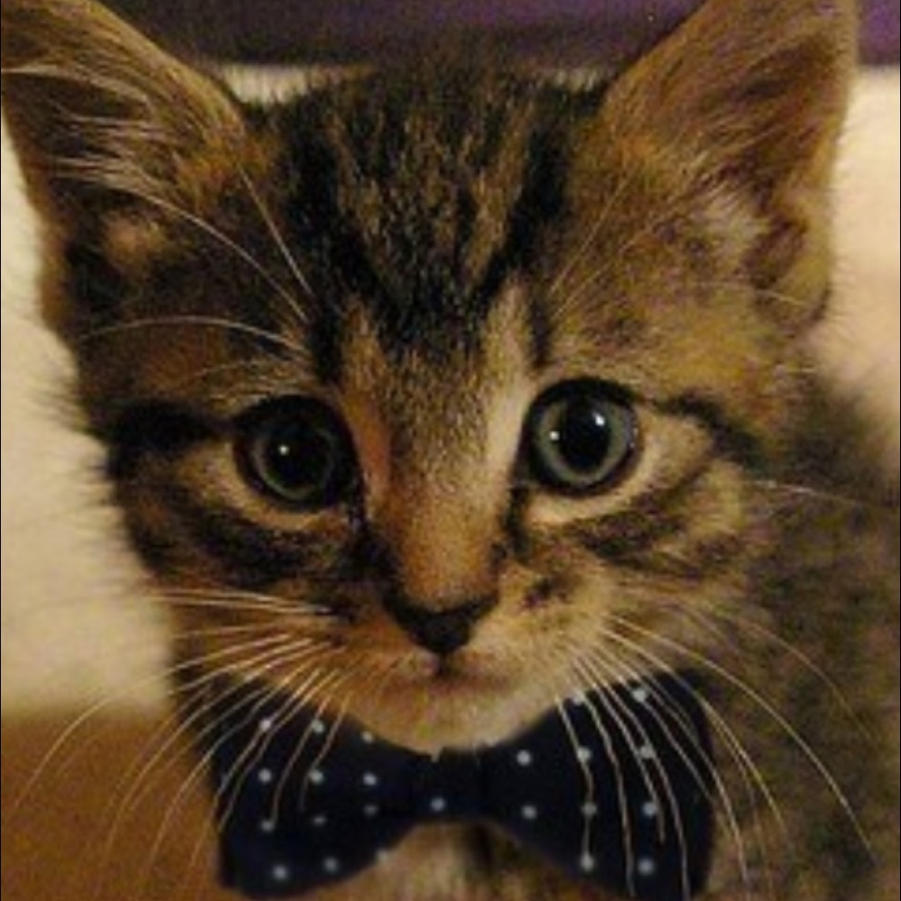 Meet your Posher, Craig