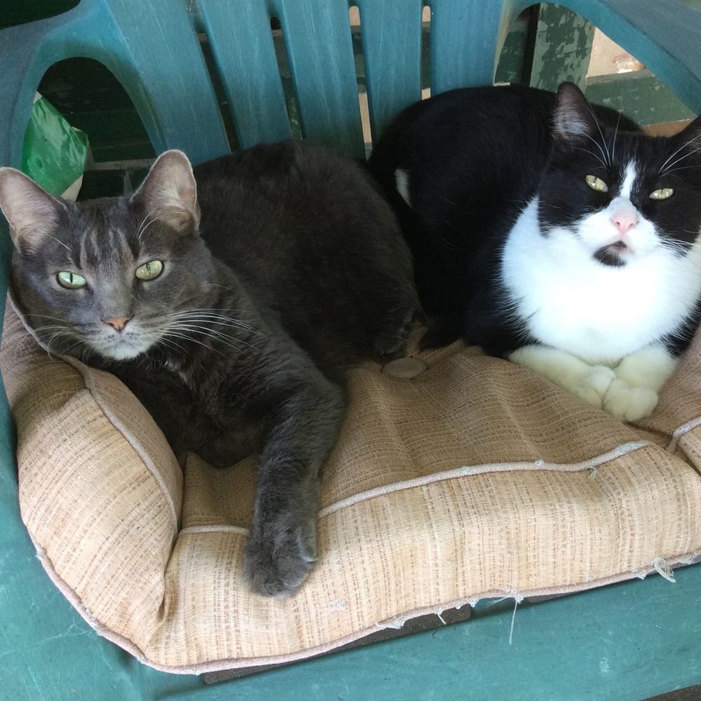 Meet your Posher, Diana