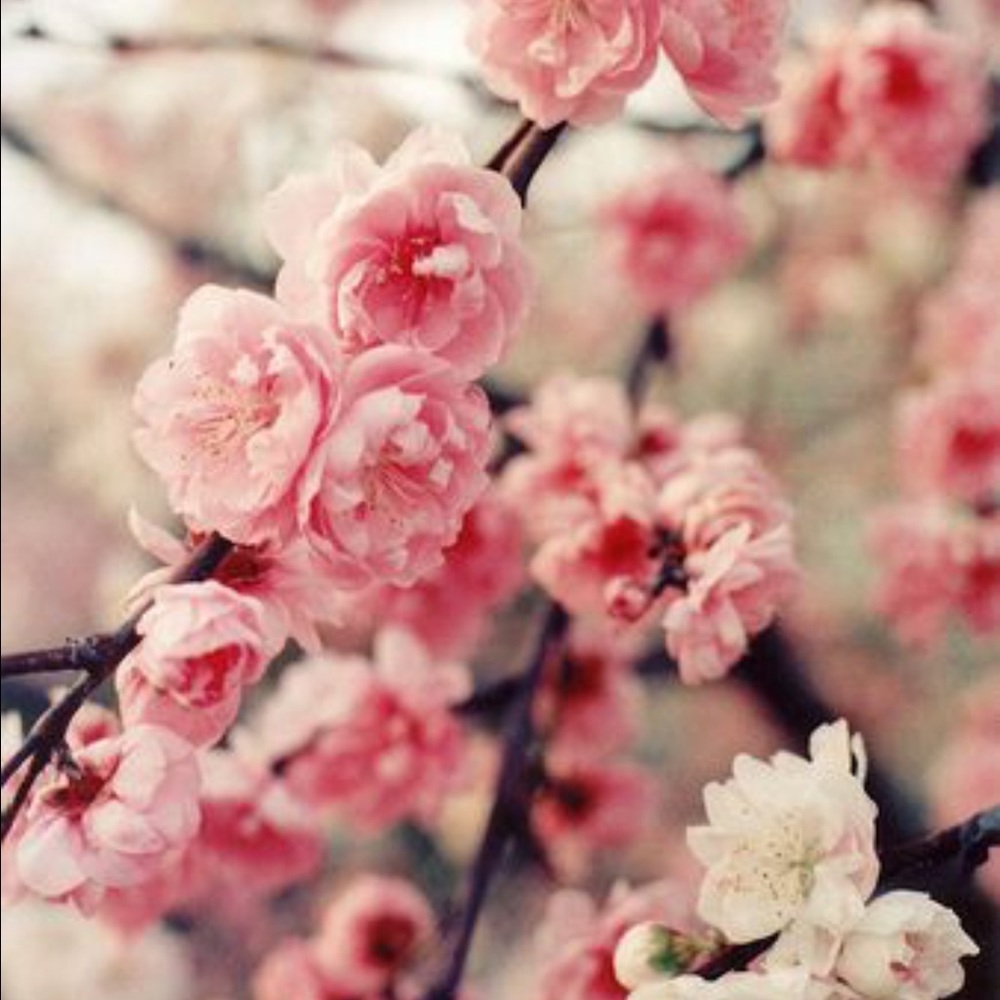 Meet your Posher, Danay