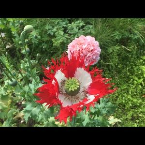 Meet your Posher, Sherry