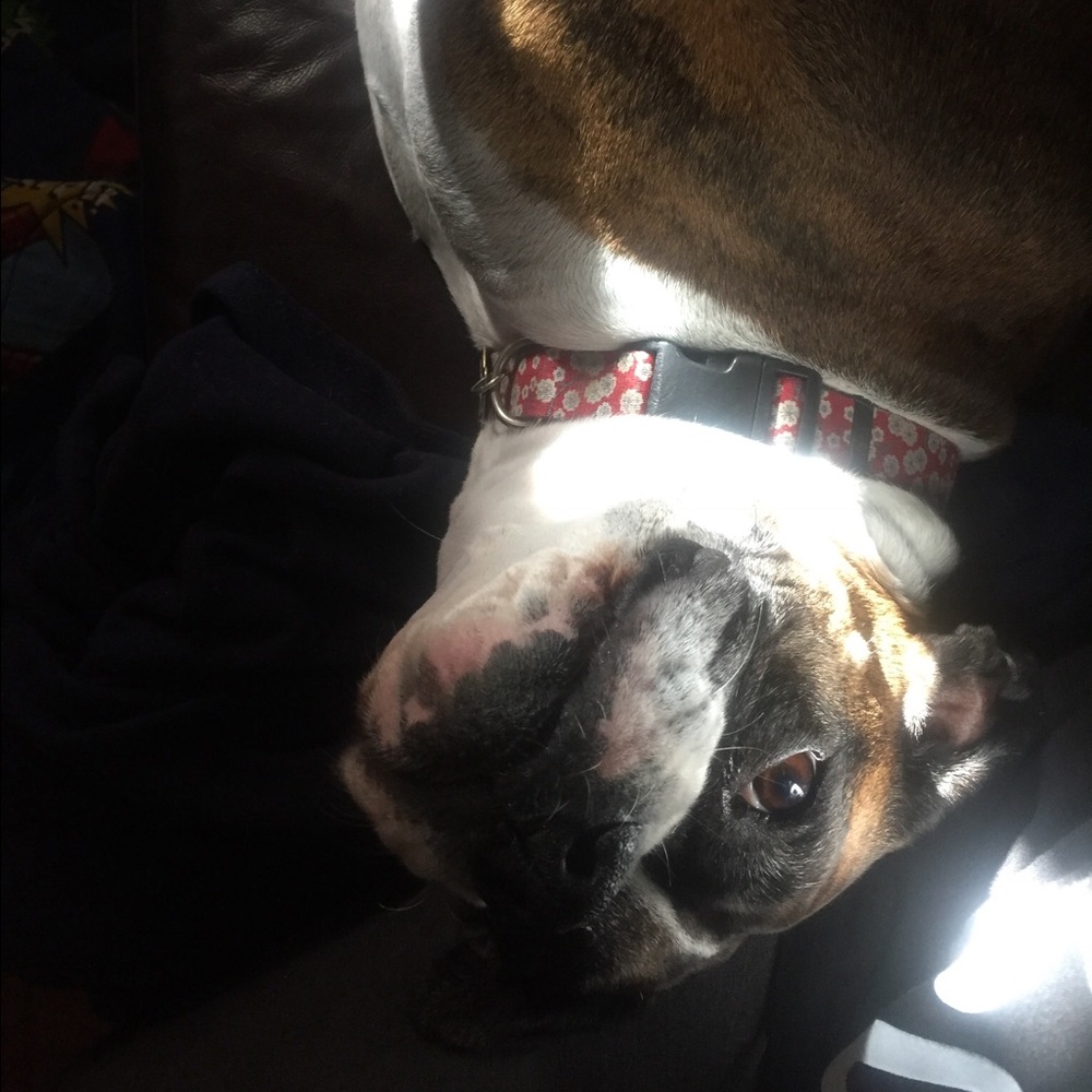 Meet your Posher, Suzi