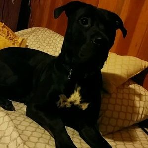 Meet your Posher, Sammy