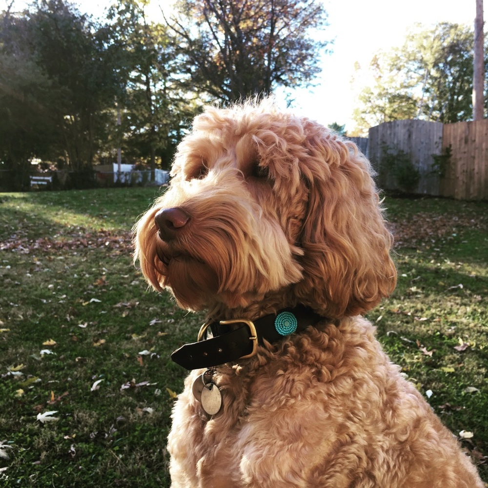 Meet your Posher, Amy