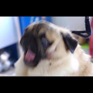 Meet your Posher, Alec