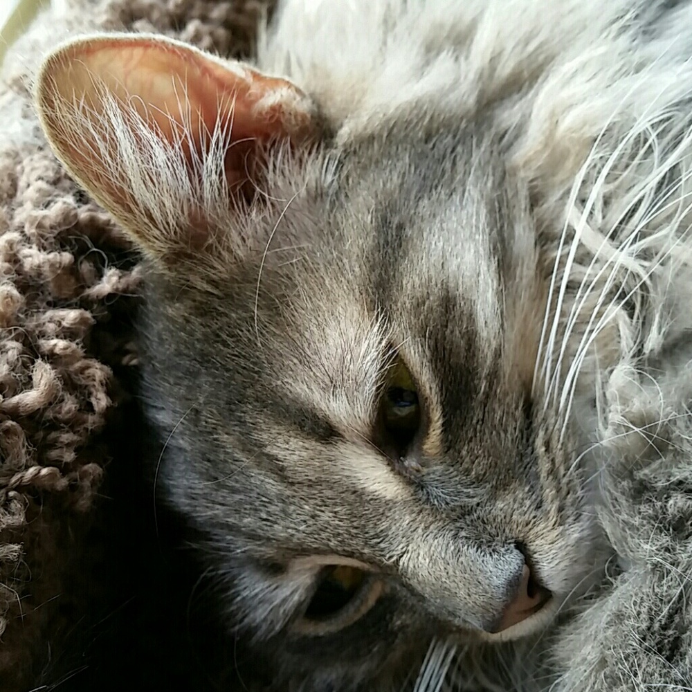 Meet your Posher, Janet