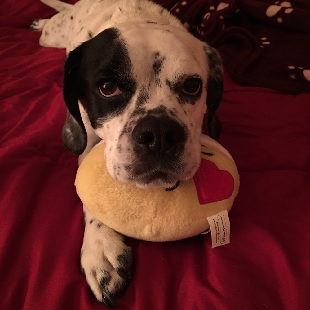 Meet your Posher, Donna