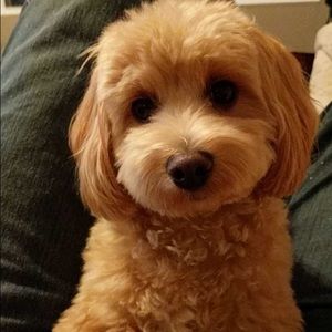 Meet your Posher, Brian