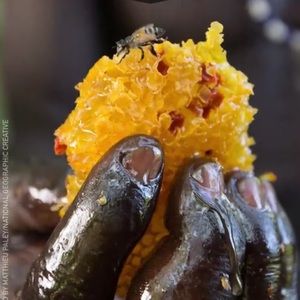 Meet your Posher, Faizaan