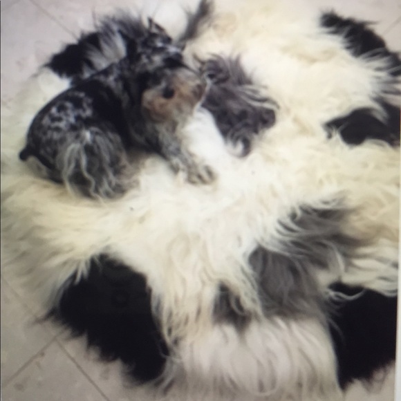 Meet your Posher, Cindy - Picture 4 of 4