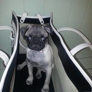 Meet your Posher, Carol