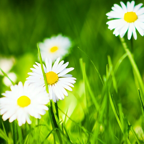 Meet your Posher, Robin - Picture 1 of 1