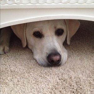 Meet your Posher, Madeline