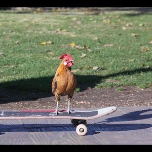 Meet your Posher, Armando