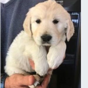 Meet your Posher, Tommy
