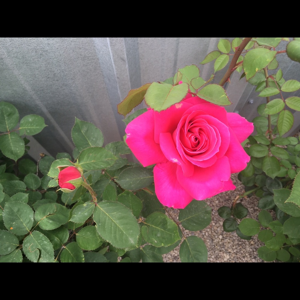 Meet your Posher, Rain