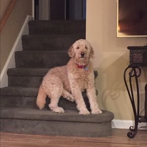 Meet your Posher, Annamarie