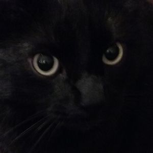 Meet your Posher, Cheyenne