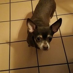 Meet your Posher, Grace