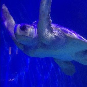 Meet your Posher, Reem