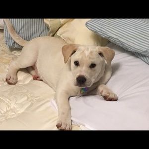 Meet your Posher, Adam