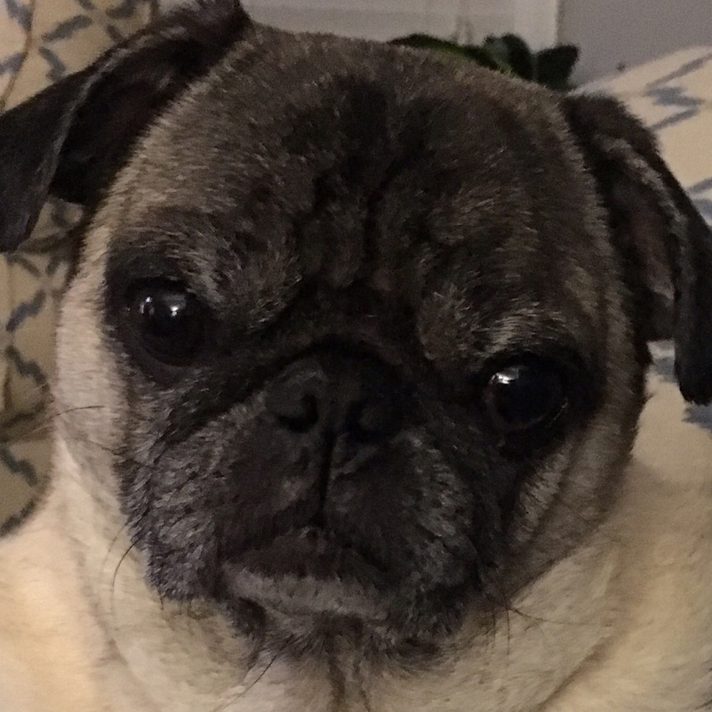 Meet your Posher, Betsy