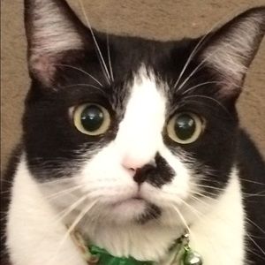 Meet your Posher, Bee