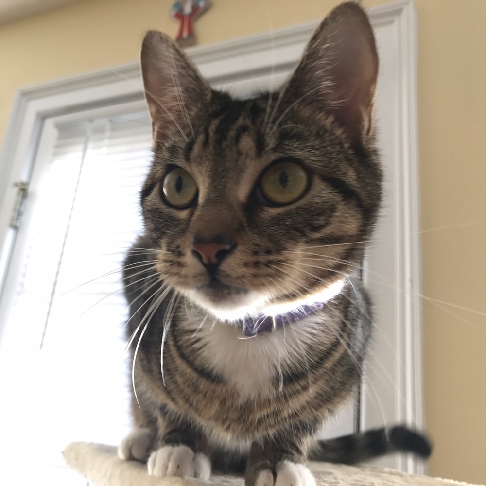 Meet your Posher, Rachel