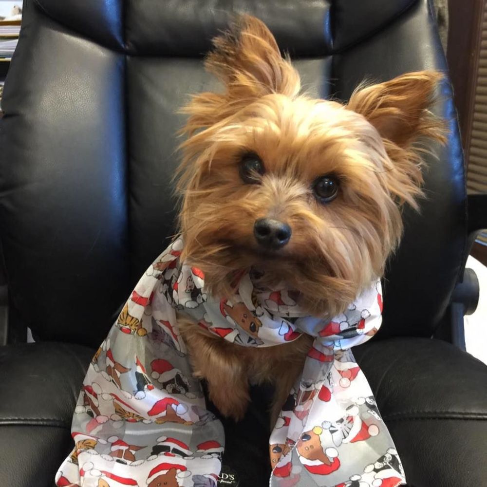 Meet your Posher, Cindy