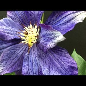 Meet your Posher, Simone