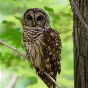 Meet your Posher, Frank