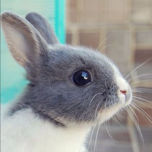 Meet your Posher, Iris