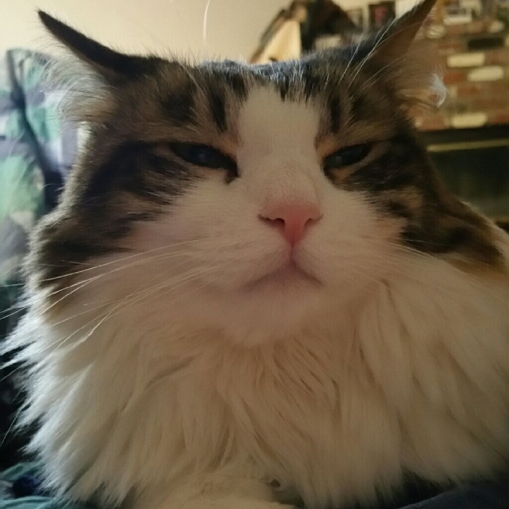 Meet your Posher, Bernadette