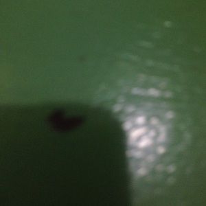 Meet your Posher, Leannon