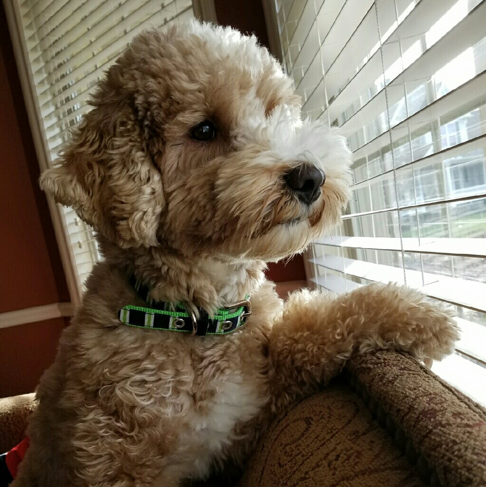 Meet your Posher, Shanda