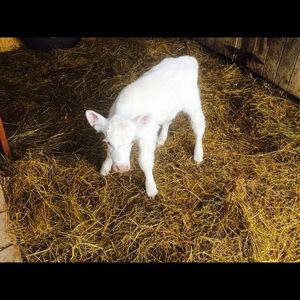 Meet your Posher, Robbin