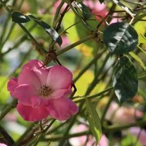 Meet your Posher, Kaitlin