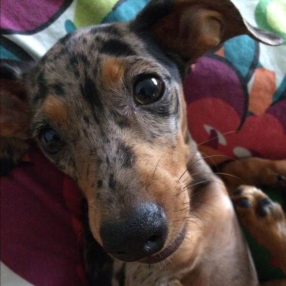 Bella & Chibi & Petey - Picture 2 of 3