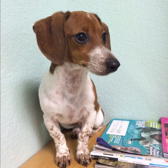 Bella & Chibi & Petey - Picture 3 of 3