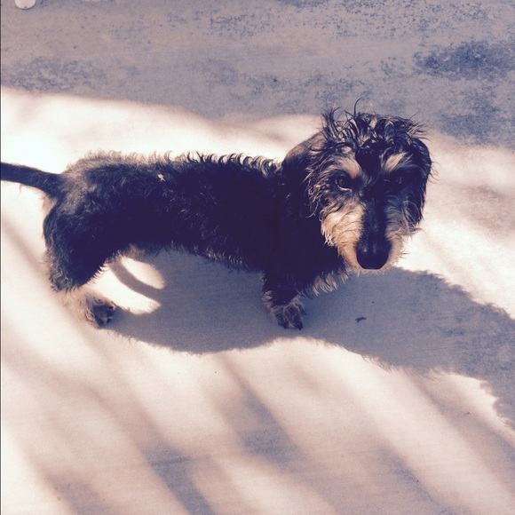 Bella & Chibi & Petey - Picture 1 of 3