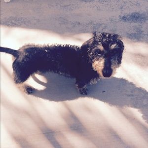 Bella & Chibi & Petey