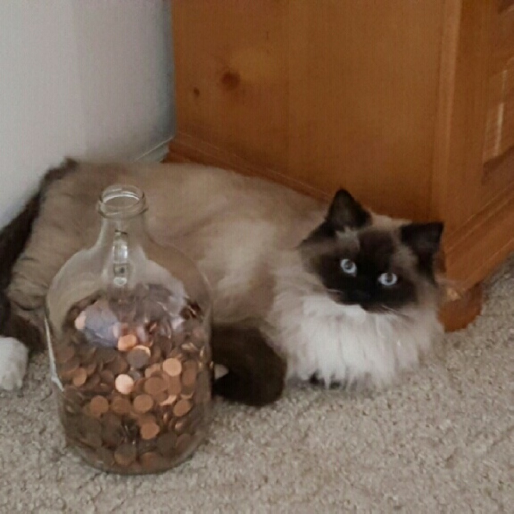 Meet your Posher, Twilah