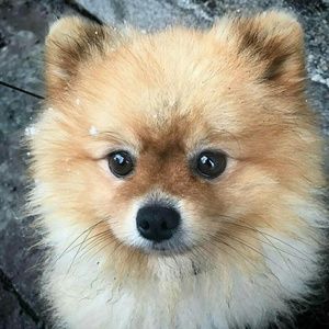 Meet your Posher, Yasmin