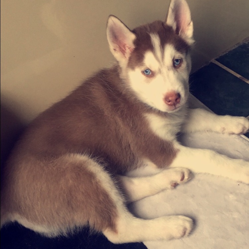 Just some updates pics of my pup 😊