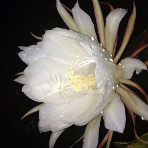 Meet your Posher, Cherry