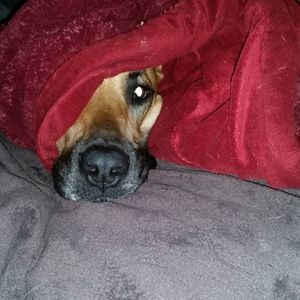 Meet your Posher, Sita